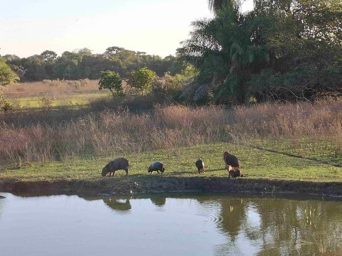 Im Pantanal