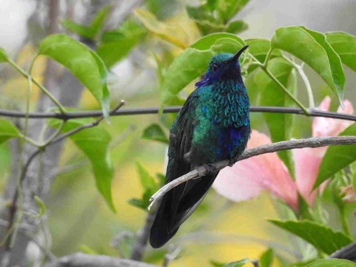 Kolibri