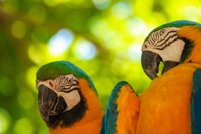 Pantanal